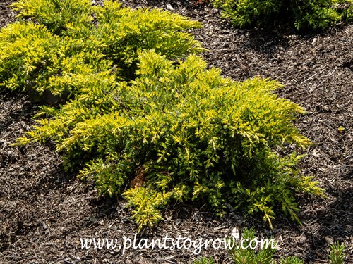 Daubs Frosted Juniper (Juniperus)